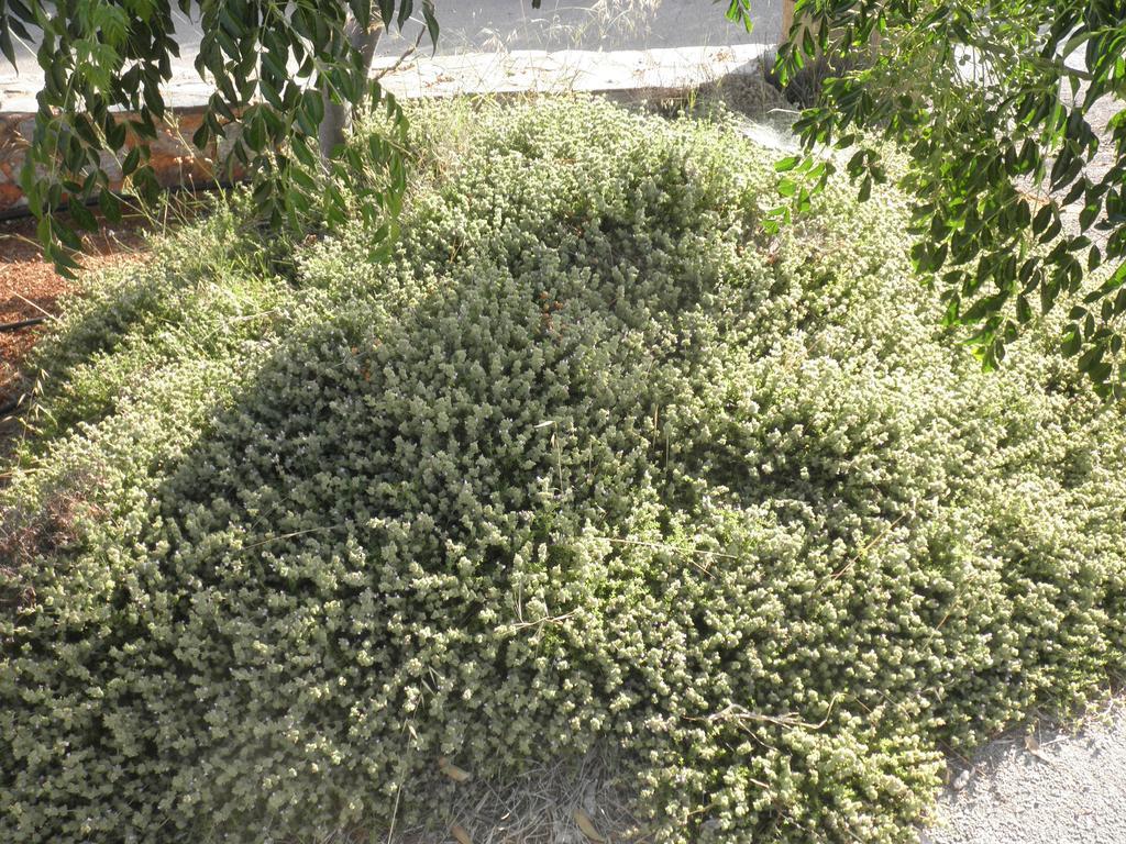 Stavrós Anthemis 아파트 호텔 외부 사진